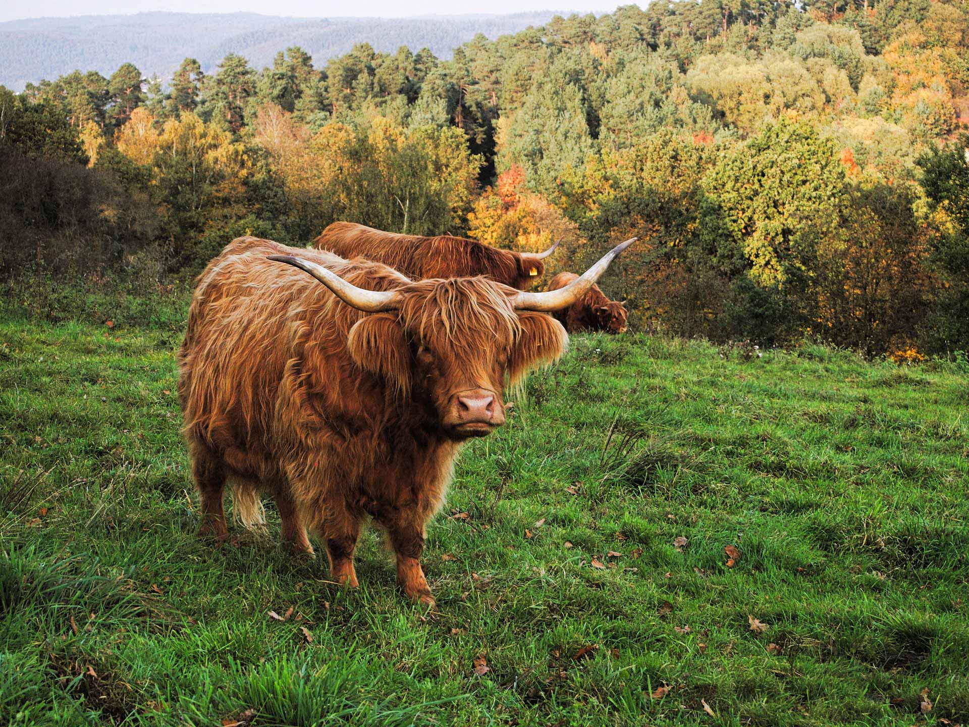 Ayrshire Takes Scotland’s Lead in Sourcing Local Food